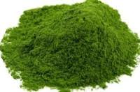 Coriander Leaf Powder